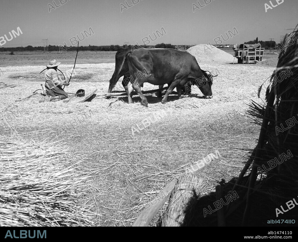 HISTORIA. ESPAÑA RURAL. Década años cincuenta. Agricultor separando el grano de la paja con un trillo tradicional tirado por dos bueyes, en una era. (TRILLA TRADICIONAL). Provincia de León. Castilla-León. España.