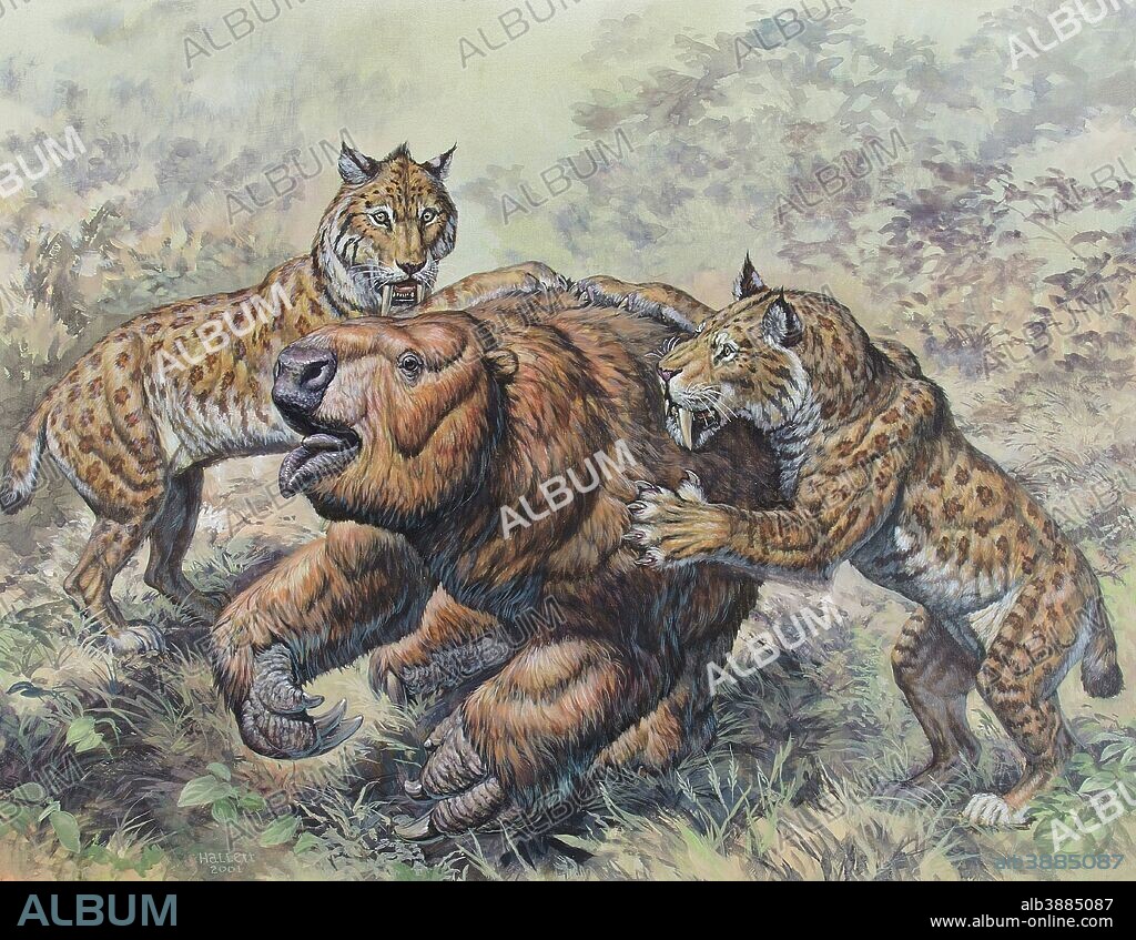 Smilodon dirk-toothed cats attacking a Glossotherium during the Pleistocene Epoch (Ice Age) of North America.