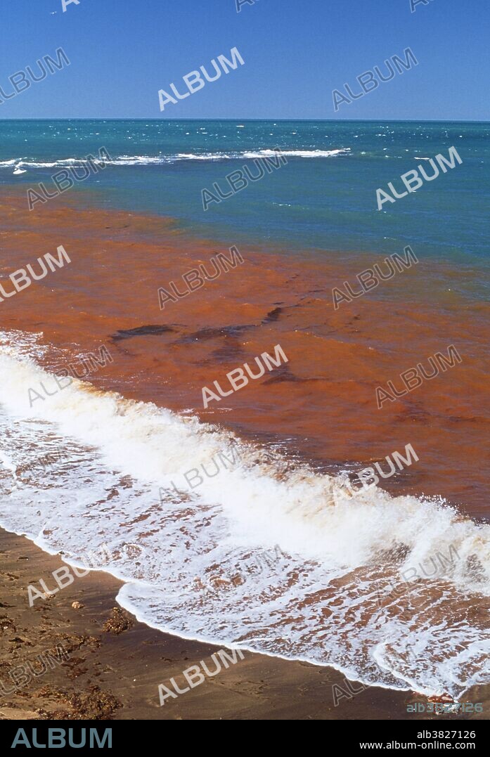 Red tide. View of an algal bloom known as a red tide. Red tides consist of vast numbers of red dinoflagellate single-celled algae. They result from a surge in the level of nutrients in coastal waters through the upwelling of cold nutrient-rich water from deep within the ocean. In some cases red tides may be due to untreated sewage or agricultural fertilizers entering the ocean. Certain dinoflagellates produce toxins which become concentrated in animals who feed on them. As a result it is dangerous to eat clams, mussels and certain fish after a red tide. Photographed on the Bountiful Islands, Gulf of Carpentaria in Queensland, Australia.