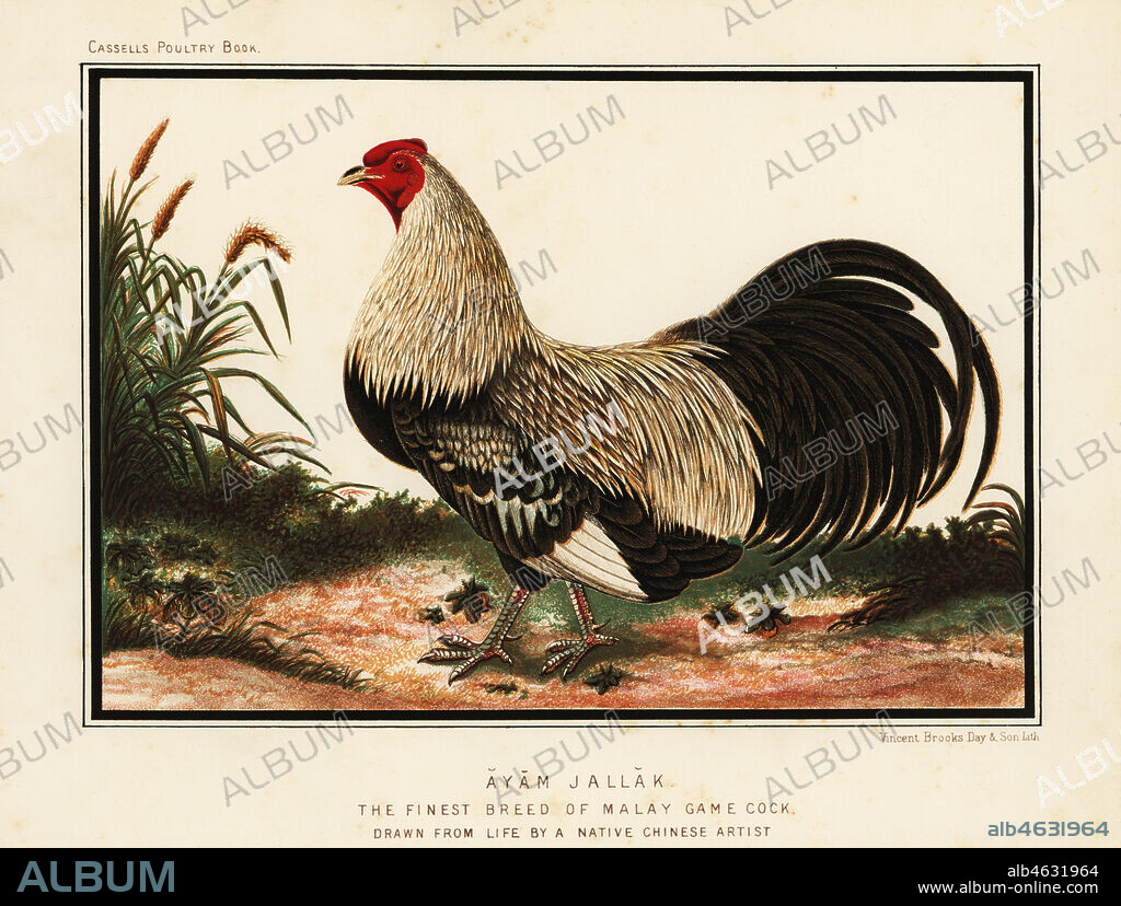 Ayam jallak, Malay game cock, Gallus gallus domesticus. Chromolithograph by Vincent Brooks Day & Son after an illustration by a native Chinese artist rom Lewis Wrights The Illustrated Book of Poultry, Cassell, London, 1890.