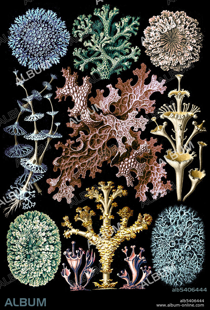 Ernst Haeckel, Lichens