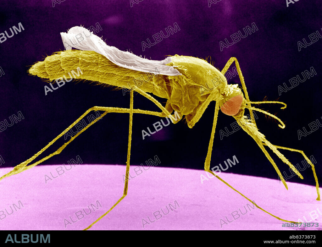 Anopheles is a family of mosquitoes. The Anophelines subfamily includes a large number of species including the mosquitoes which transmit malaria and certain types of encephalitis. Each individual has two eyes with multiple facets, a trump, and two antennae. The wings arise from the abdomen. Anopheles stephensi, viewed under SEM.
