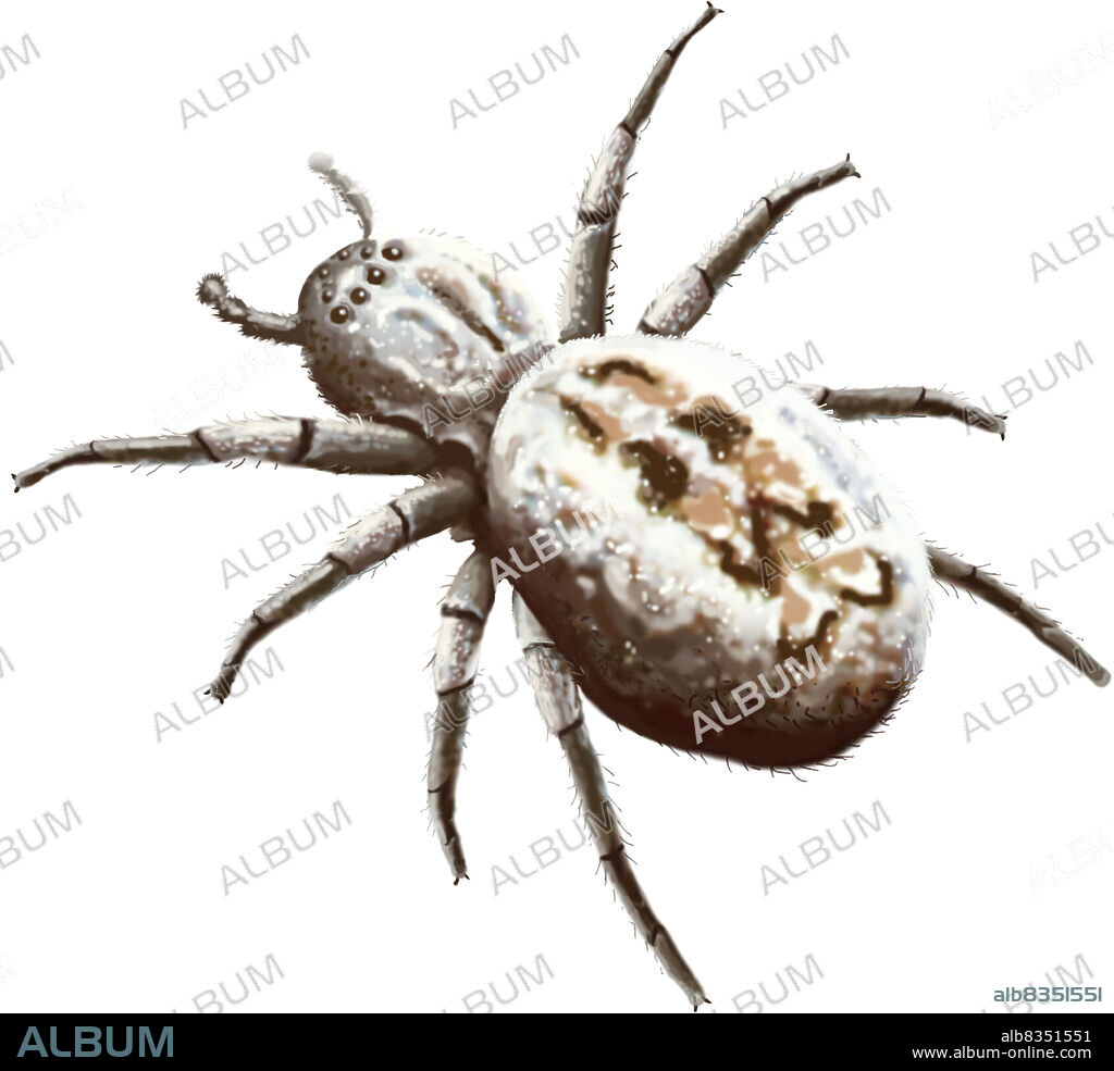 Spiders are usually solitary, but these species build large colonies.