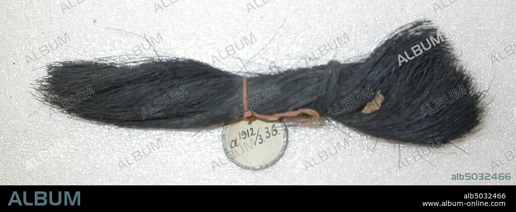 grove of horsehair, hair, organic, hair, vme 450-1050, Netherlands, Friesland, Dongeradeel, Dokkum, Berg Sion.
