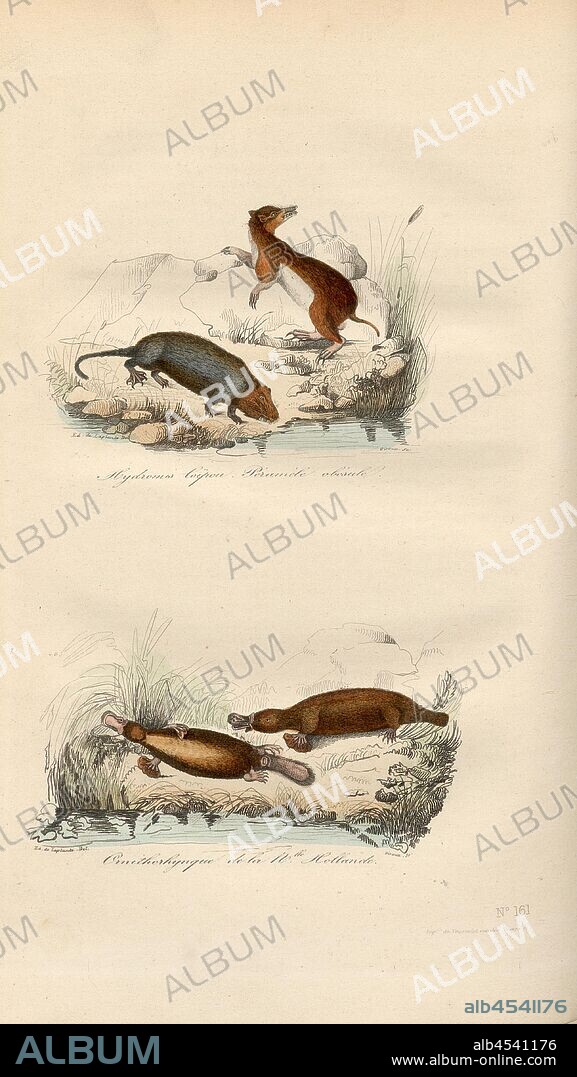 Hydromis Coipou, Peramele obesule and Ornithorhynch of M. Holland, Platypus, Signed: Ed., de Laplante del, Giroux sc, Fig. 15, no. 161, after p. 346, Laplante, Eduard de (del.); Giroux (sc.), 1855, Georges Louis Le Clerc de Buffon, Pierre Flourens: Oeuvres complètes de Buffon avec la nomenclature Linnéenne et la classification de Cuvier. Tome 4. Paris: Garnier frères, [1855].