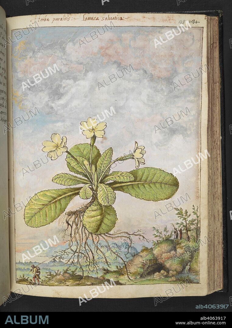 GHERALDO CIBO. 'Herba paralisis : Lattuca saluatica.' Possibly a type of flowering lettuce. Coloured drawings of plants, copied from nature in the Roman States, by Gerardo Cibo. Vol. I. Pietro Andrea Mattioli, Physician, of Siena: Extracts from his edition of Dioscorides' "de re Medica":. Italy, c. 1564-1584. Source: Add. 22332 f.128. Language: Italian.