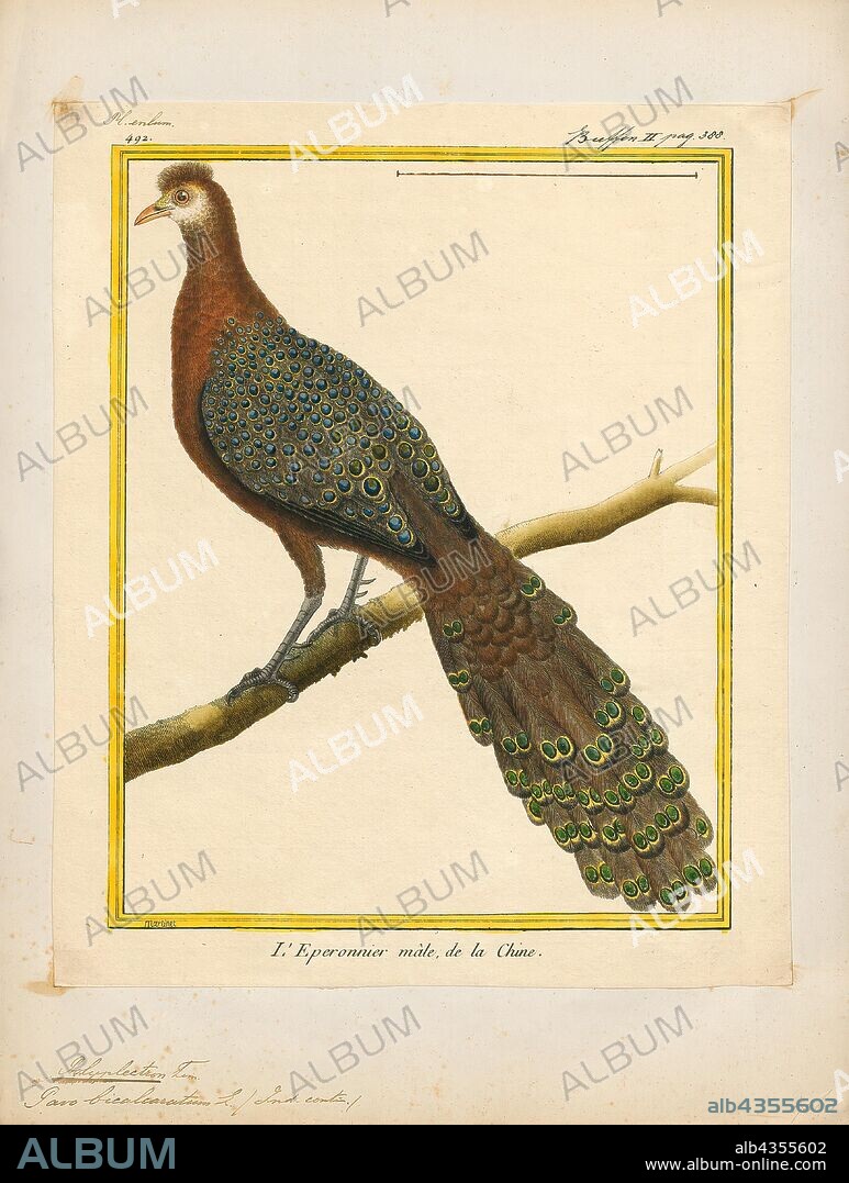 Polyplectron bicalcaratum, Print, The grey peacock-pheasant (Polyplectron bicalcaratum), also known as Burmese peacock-pheasant, is a large Asian member of the order Galliformes. It is the national bird of Myanmar., 1700-1880.