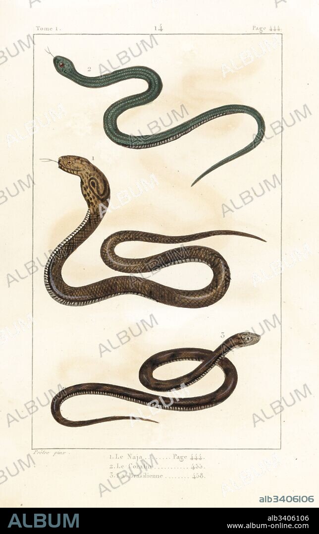 Indian cobra, Naja naja 1, Peruvian cobra 2, Naja tripudians, and Brazilian cobra 3, Naja brasiliensis. Handcoloured copperplate engraving after an illustration by Jean-Gabriel Pretre from Bernard Germain de Lacepede's Natural History of Oviparous Quadrupeds, Snakes, Fish and Cetaceans, Eymery, Paris, 1825.