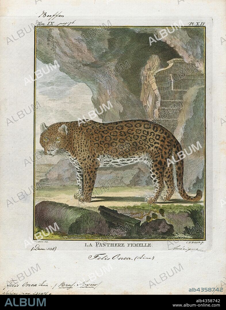 Felis onca, Print, The jaguar (Panthera onca) is a large felid species and the only extant member of the genus Panthera native to the Americas. The jaguar's present range extends from Southwestern United States and Mexico in North America, across much of Central America, and south to Paraguay and northern Argentina in South America. Though there are single cats now living within the Western United States, the species has largely been extirpated from the United States since the early 20th century. It is listed as Near Threatened on the IUCN Red List; and its numbers are declining. Threats include loss and fragmentation of habitat., 1700-1880.