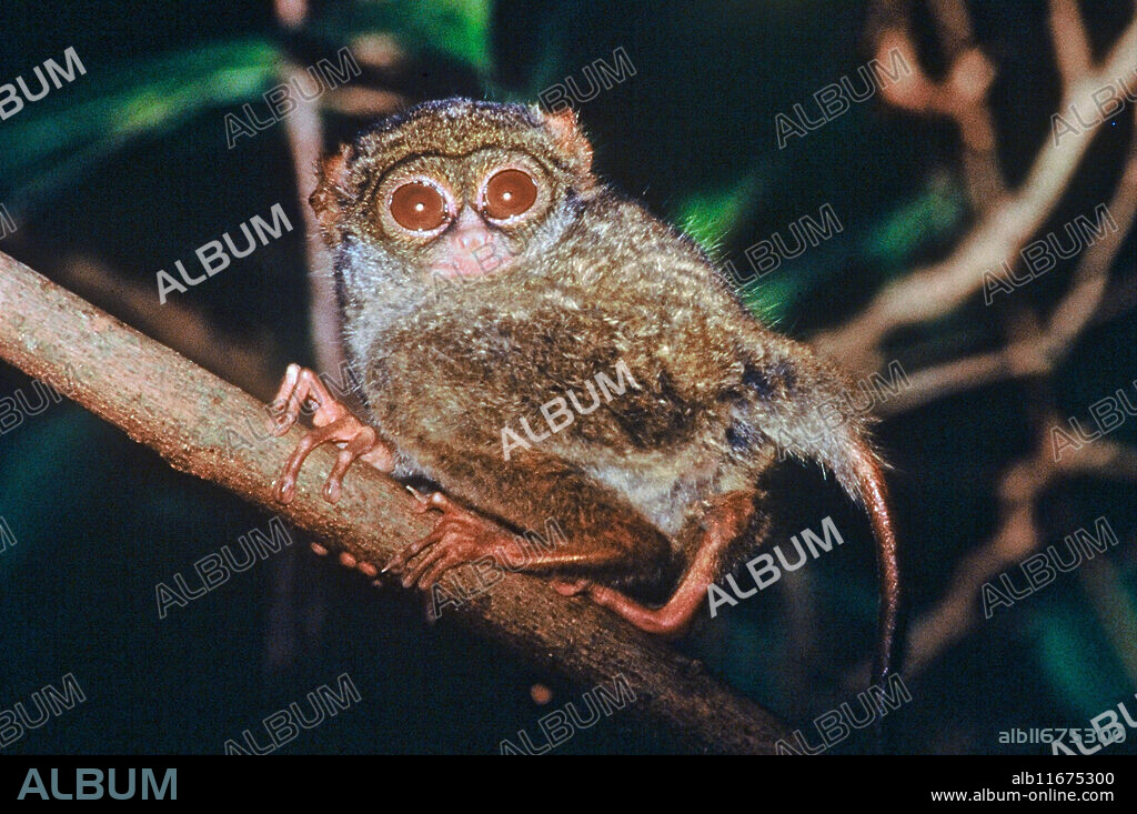 Spectral tarsier in a tree. Spectral tarsiers (Tarsius tarsier) are found only in Indonesia. They are crepuscular (active at twilight) and nocturnal and are considered to be the most primitive of the modern tarsiers, lacking the adhesive toes common to other species. They also have the largest eye to body-size ratio of all mammals. Photographed in Tangkoko National Park, Northern Sulawesi, Indonesia.
