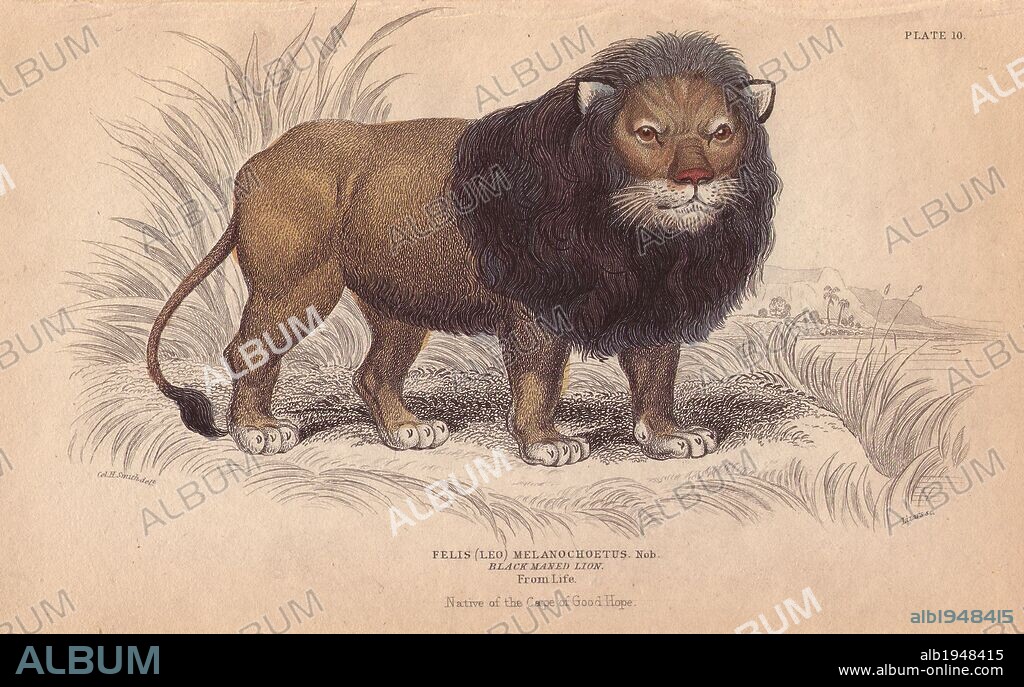 Cape or black-maned lion, Panthera leo melanochaita. Extinct African species. Handcoloured engraving on steel by William Lizars from a drawing by Col. Charles Hamilton Smith from Sir William Jardine's "Naturalist's Library: Mammalia: Felinae," published by W. H. Lizars, Edinburgh, 1834.