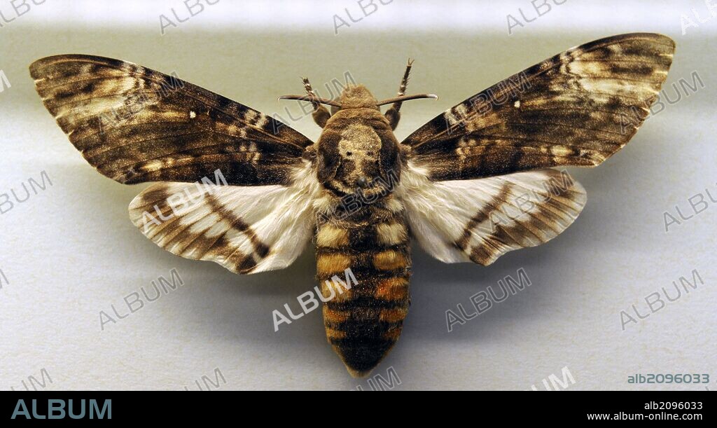Esfinge de la calavera o Esfinge de la muerte (Acherontia atropos), especie de lepidóptero ditrisio de la familia Sphingidae. Su nombre común alude al dibujo que tiene en el dorso del tórax y que se asemeja a una calavera humana. Museum fur Naturkunde (Museo de Historia Natural). Berlín. Alemania. Europa.