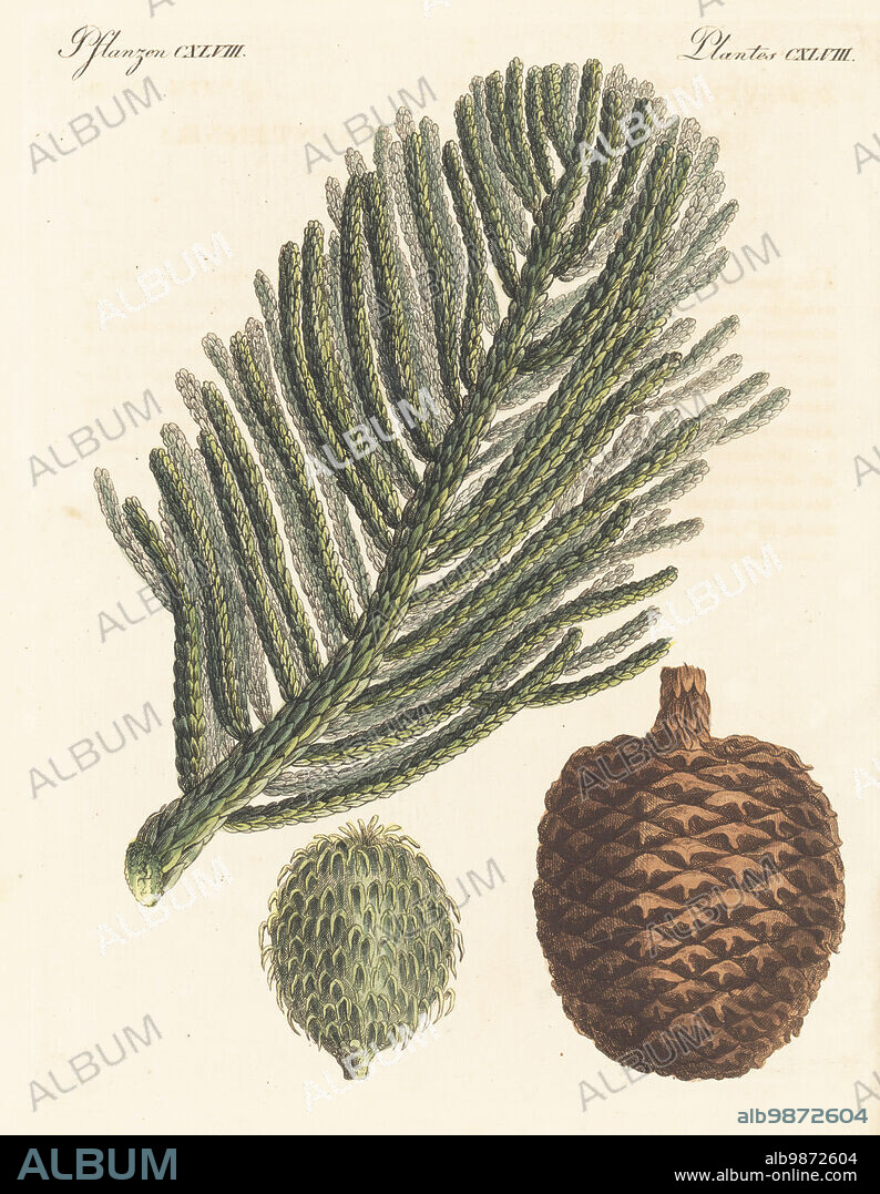 Norfolk Island pine or Norfolk pine, Araucaria heterophylla. Branch with needles and pine cone. Le Sapin-geant des terres Australes, Araucaria excelsa. Copied from a botanical by Ferdinand Bauer in Aylmer Lambert's Description of the Genus Pinus, 1803. Handcoloured copperplate engraving from Carl Bertuch's Bilderbuch fur Kinder (Picture Book for Children), Weimar, 1815. A 12-volume encyclopedia for children illustrated with almost 1,200 engraved plates on natural history, science, costume, mythology, etc., published from 1790-1830.