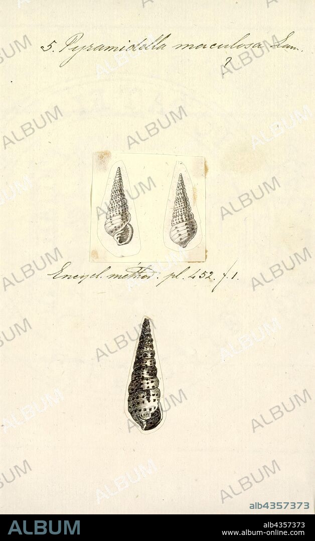 Pyramidella maculosa, Print, Pyramidella maculosa, common name the sulcate pyram, is a species of sea snail, a marine gastropod mollusk in the family Pyramidellidae, the pyrams and their allies.