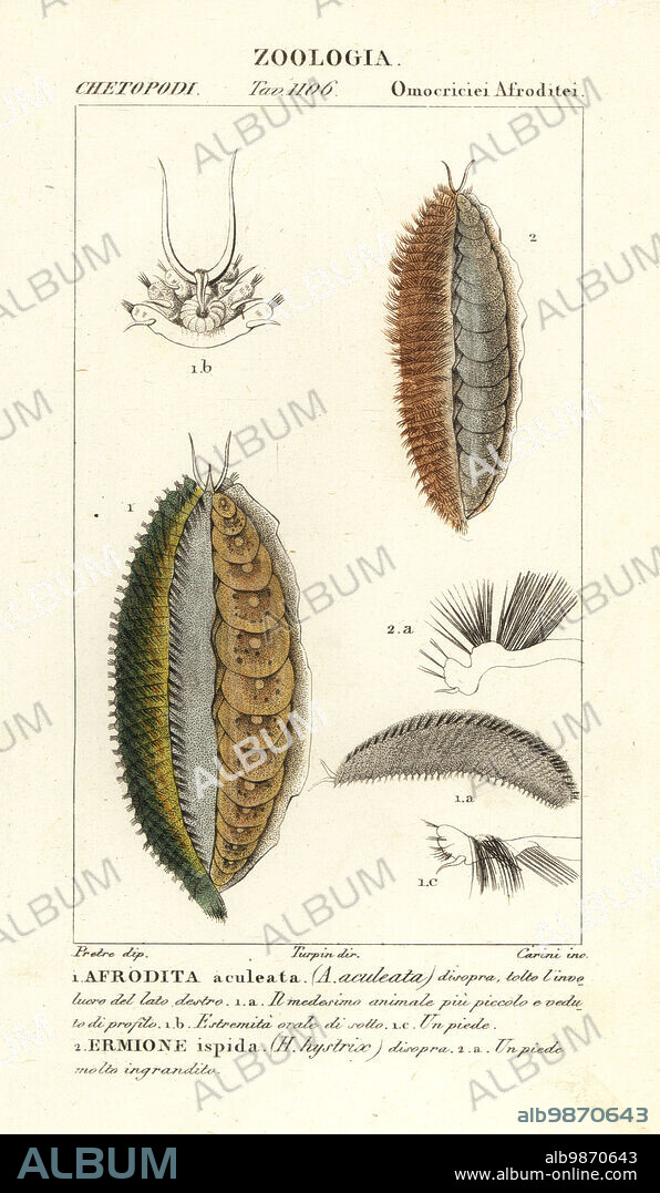Sea mouse, Aphrodita aculeata 1 and Laetmonice hystrix 2. Afrodita aculeata, Ermione ispida. Handcoloured copperplate stipple engraving from Antoine Laurent de Jussieu's Dizionario delle Scienze Naturali, Dictionary of Natural Science, Florence, Italy, 1837. Illustration engraved by Carini, drawn by Jean Gabriel Pretre and directed by Pierre Jean-Francois Turpin, and published by Batelli e Figli. Turpin (1775-1840) is considered one of the greatest French botanical illustrators of the 19th century.