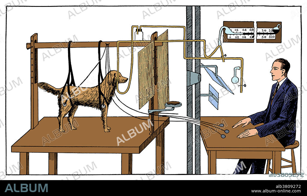 Diagram illustrating Pavlov's experiments on a dog. Ivan Petrovich Pavlov (1849-1936) was a Russian physiologist and experimental psychologist, who received the 1904 Nobel Prize for his work on the physiology of the digestive glands. He is best remembered for his work on conditioned reflexes, in which he conditioned dogs to salivate in anticipation of food by ringing a bell each meal time. Eventually, the bell alone provoked salivation. These experiments became the foundation of behaviourist psychology.