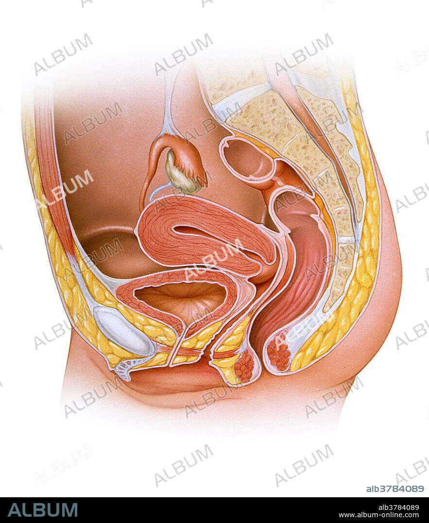 Anatomy of the female reproductive tract, showing the labia, clitoris, urethra, vagina, cervix, uterus, ovaries, fallopian tubes, and the bladder.