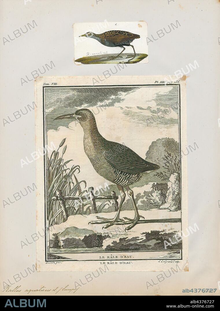 Rallus aquaticus, Print, The water rail (Rallus aquaticus) is a bird of the rail family which breeds in well-vegetated wetlands across Europe, Asia and North Africa. Northern and eastern populations are migratory, but this species is a permanent resident in the warmer parts of its breeding range. The adult is 23–28 cm (9–11 in) long, and, like other rails, has a body that is flattened laterally, allowing it easier passage through the reed beds it inhabits. It has mainly brown upperparts and blue-grey underparts, black barring on the flanks, long toes, a short tail and a long reddish bill. Immature birds are generally similar in appearance to the adults, but the blue-grey in the plumage is replaced by buff. The downy chicks are black, as with all rails. The former subspecies R. indicus, has distinctive markings and a call that is very different from the pig-like squeal of the western races, and is now usually split as a separate species, the brown-cheeked rail., 1700-1880.