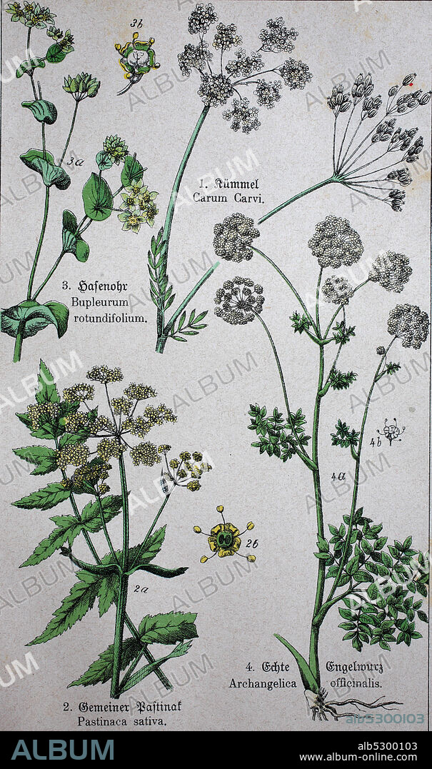 Apiaceae or Umbelliferae, Caraway, also known as meridian fennel, and Persian cumin, parsnip, Pastinaca sativa, Bupleurum rotundifolium L., Angelica archangelica, commonly known as garden angelica, wild celery, and Norwegian angelica  /  Apiaceae oder Umbelliferae, Kümmel, auch bekannt als Meridianfenchel, und Persischer Kreuzkümmel, Pastinake, Pastinaca sativa, Bupleurum rotundifolium L., Angelica archangelica, allgemein bekannt als Gartenengelwurzel, wilder Sellerie und norwegische Engelwurzel, Historisch, digital improved reproduction of an original from the 19th century / digitale Reproduktion einer Originalvorlage aus dem 19. Jahrhundert,.