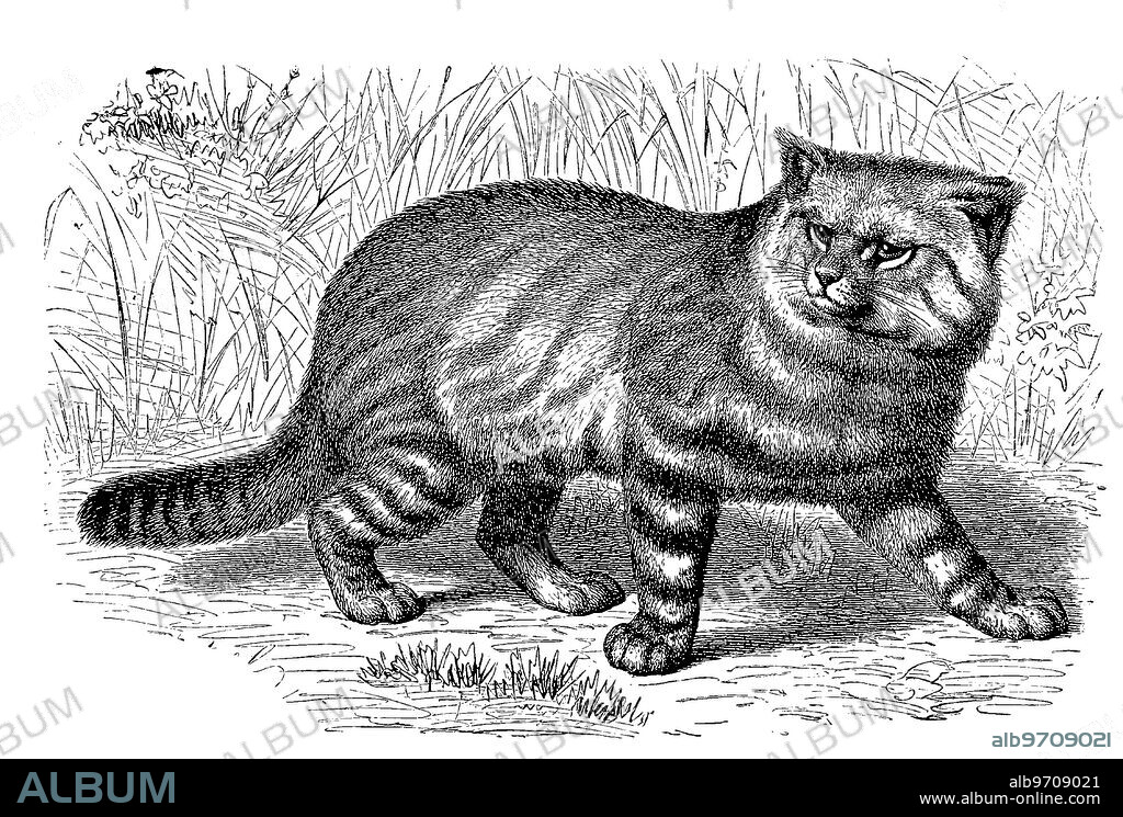 Colocolo, Leopardus colocolo, Oncifelis colocolo, a species of cat found in central Chile from sea level to altitudes of 1800 meters, digitally restored reproduction of an original 19th century artwork, exact original date not known.