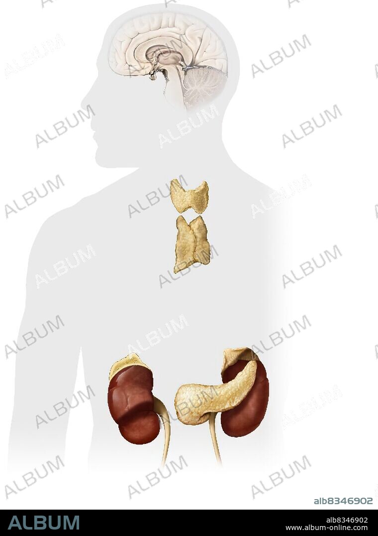 This image shows the adrenal gland, the hypothalamus, the kineys, the pancreas, the pineal gland, the pituitary gland, the thymus and the thyroid gland.