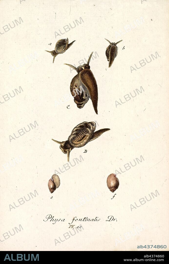 Physa fontinalis, Print, Physa fontinalis, common name the common bladder snail, is a species of air-breathing freshwater snail, an aquatic gastropod mollusk in the family Physidae. The shells of species in the genus Physa are left-handed or sinistral.