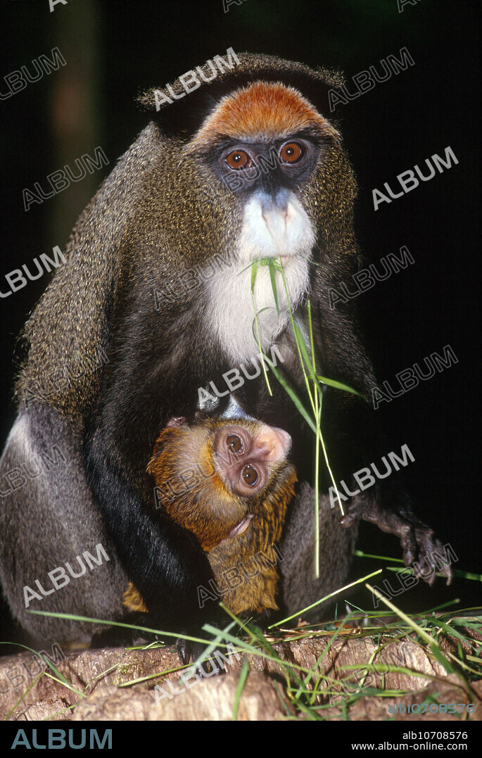 De Brazza's monkey (Cercopithecus neglectus) and baby, native to central Africa.
