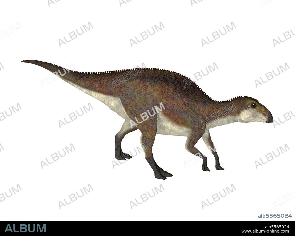 A juvenile Brachylophosaurus dinosaur walking. Brachylophosaurus was a herbivorous Hadrosaur dinosaur that lived during the Cretaceous Period of North America.