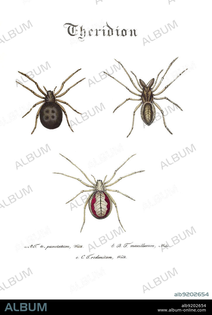 Spiders, Genus Theridion