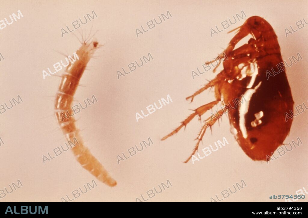 Larva (left), and adult female (right) of the oriental rat flea, Xenopsylla cheopis. X. cheopis is responsible for transmitting the bacterium Yersinia pestis, the causative agent of plague. The World Health Organization reports 1,000 to 3,000 cases of plague every year, globally.