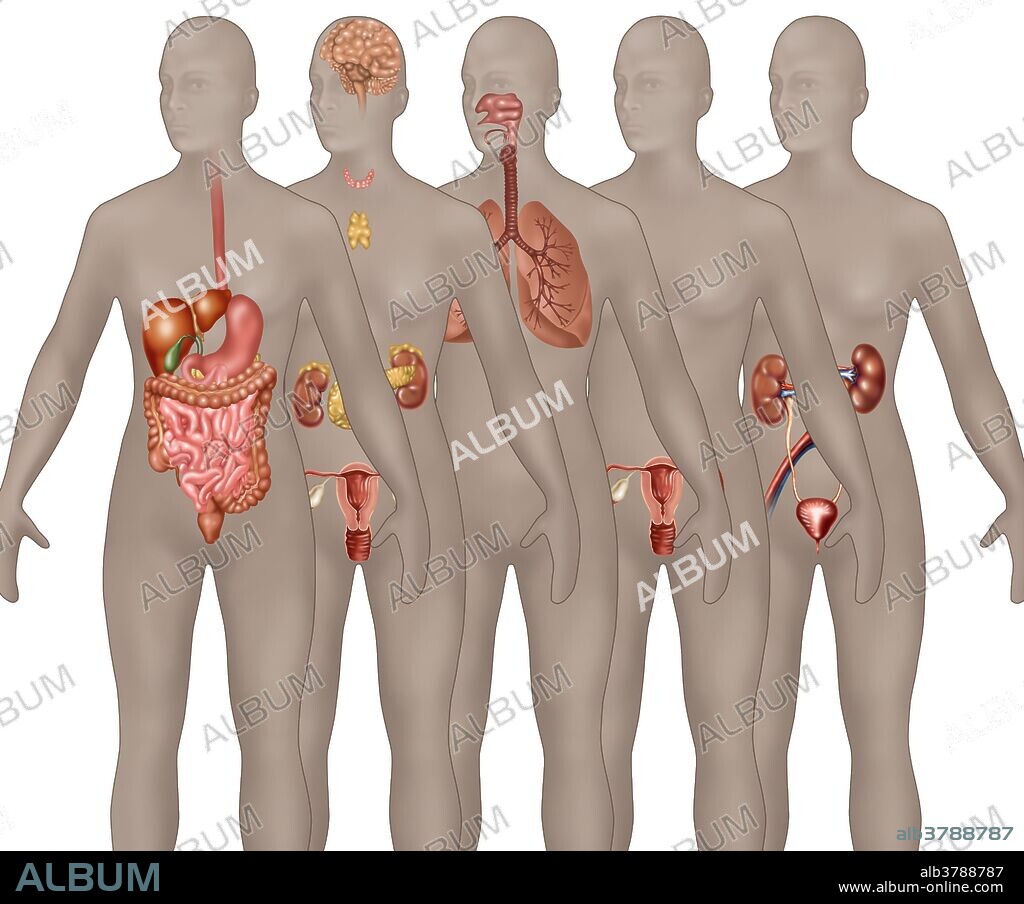 Organ systems illustrated in female anatomy. From foreground to background depicted are: digestive system, endocrine system, respiratory system, male reproductive system, and urinary system.