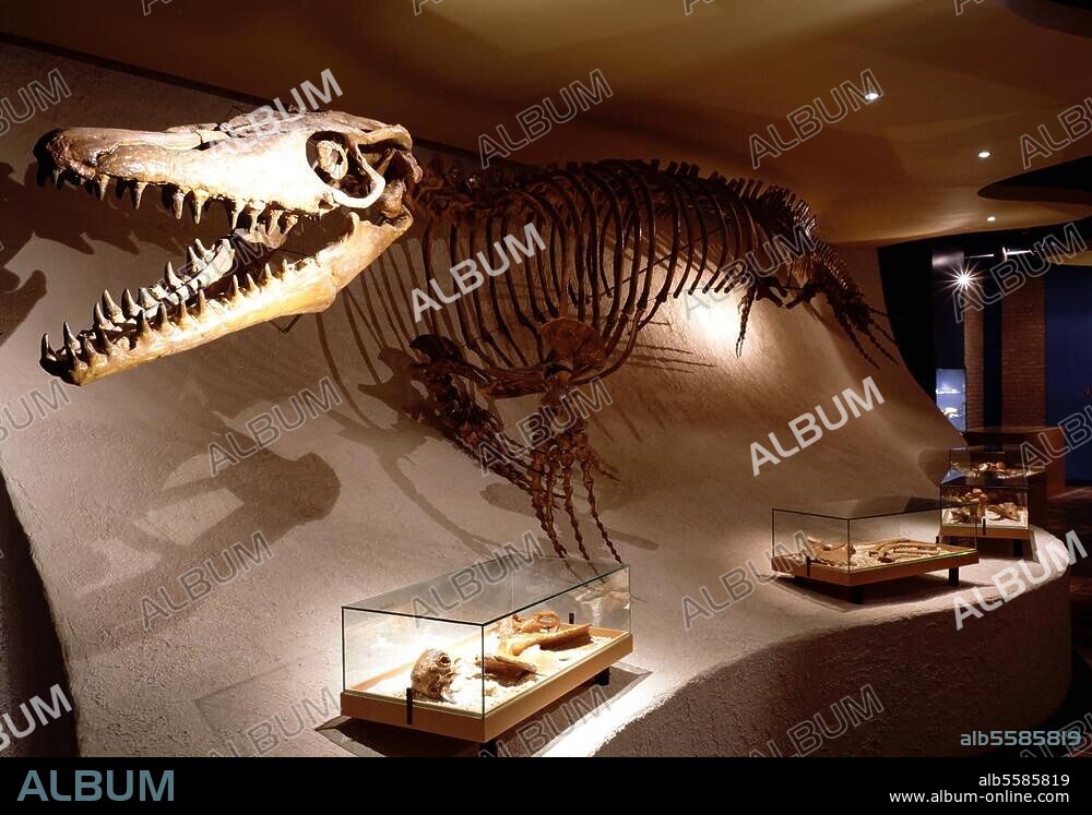 Maastricht, Naturhistorisches Museum / Skelett eines Dinosaurier (Mosasaurus) © Florian Monheim Filmsize: 6 × 9 cm.
