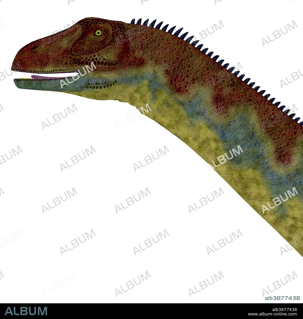 Jobaria dinosaur portrait. Jobaria was a herbivorous sauropod dinosaur that lived in the Jurassic Period of the Sahara Desert in Africa.
