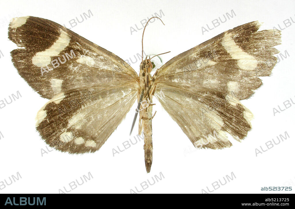 Pinned, San Antonio, Colombia, Erebochlora decolor Dognin, 1909, Animalia, Arthropoda, Insecta, Lepidoptera, Geometridae, Larentiinae.