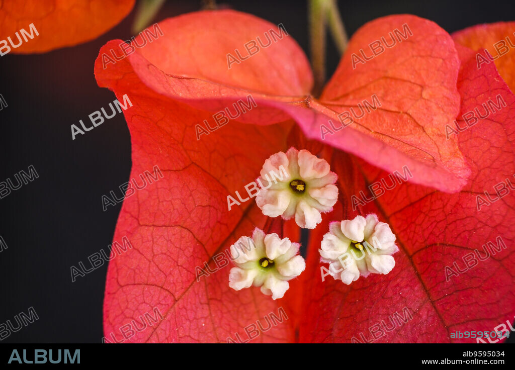 Bougainvillea in bloom, Mallorca, Balearic Islands, Spain.