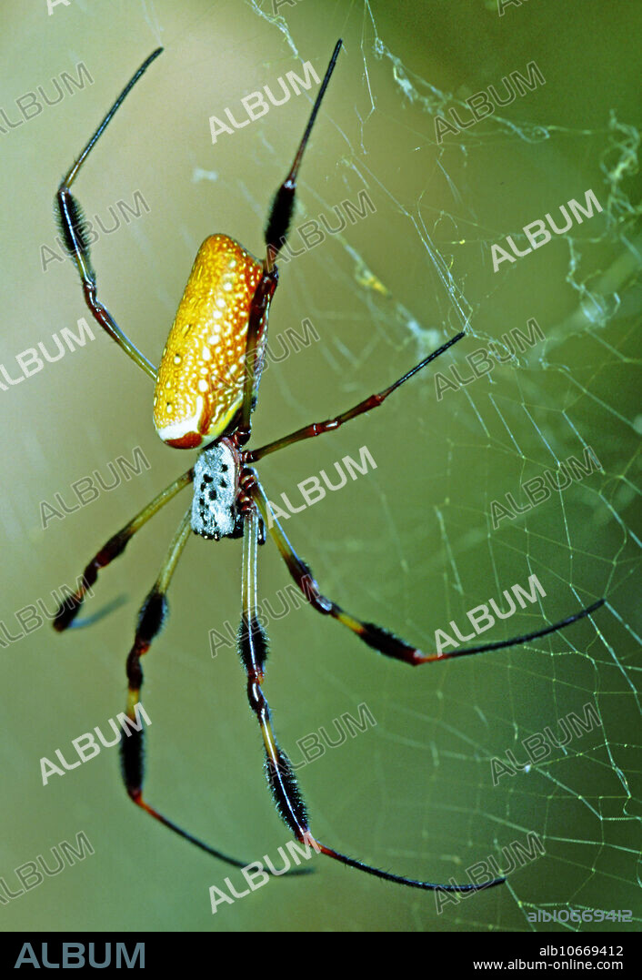 Female Golden Silk Spider (Nephila clavipes) on web. Duval County, Florida.