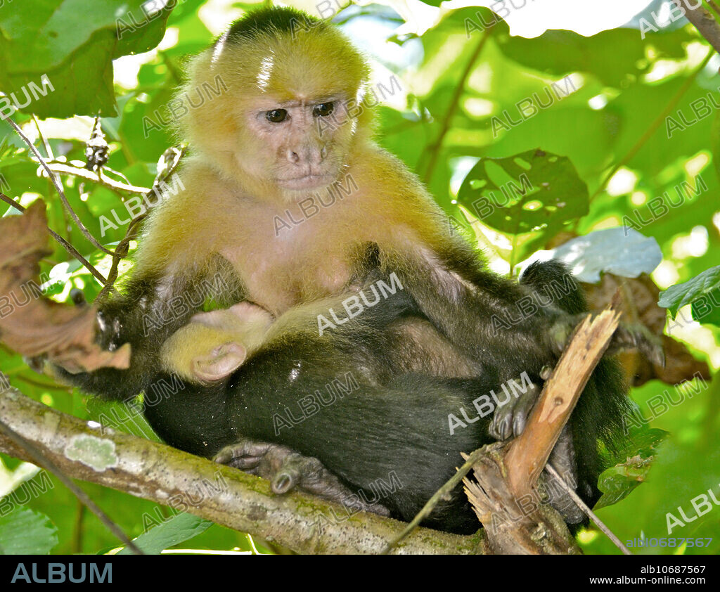 White-faced Capuchin Monkey (Cebus capucinus); Jacos, Costa Rica; mother nursing baby; Jan.