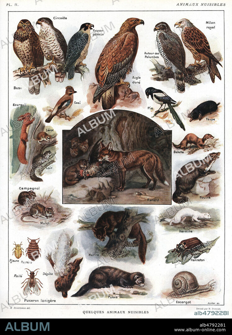 Quelques animaux nuisibles. Illustration de E. DESSERTENNE pour Le Larousse agricole de 1921. credit : Collection Jonas/Kharbine-Tapabor.