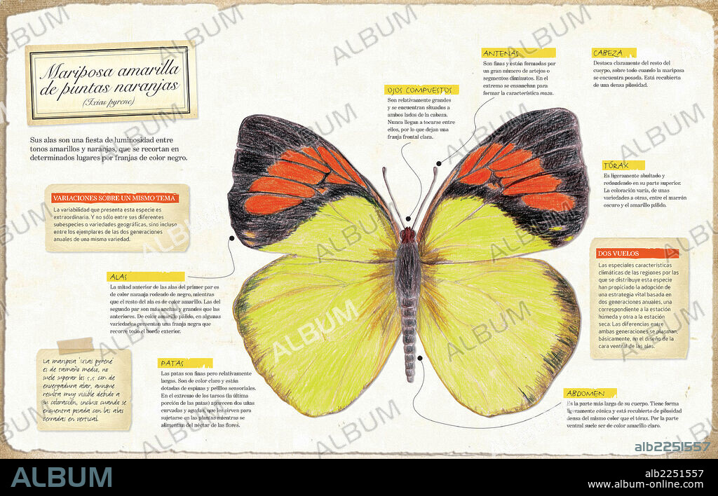 Yellow Orange Tip Butterfly. Infographic of the anatomy of Yellow Orange Tip Butterfly (Ixias pyrene).