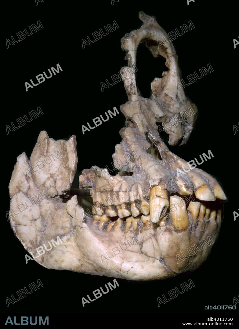 The face and lower jaw of Sivapithecus Sivalensis from the Potwar Plateau, Pakistan.