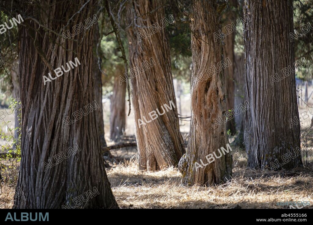 sabinas albares (Juniperus thurifera), Espacio Natural del Sabinar de Calatañazor, Soria, Comunidad Autónoma de Castilla, Spain, Europe.