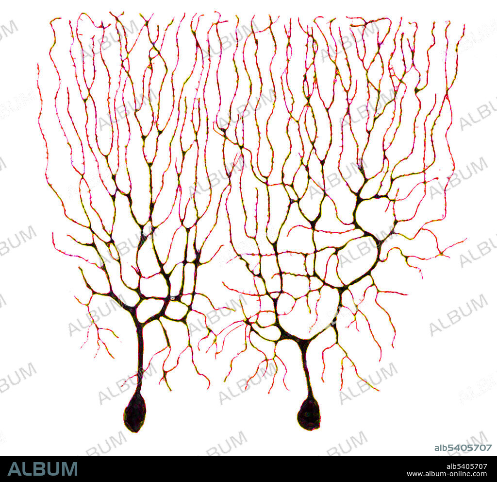 Cropped, colorized and silhouetted version of a Cajal drawing of Purkinje cells in the cerebellum of a pigeon, 1899. Santiago Ramón y Cajal (May 1, 1852 - October 17, 1934) was a Spanish pathologist, histologist, neuroscientist, and Nobel laureate. He was skilled at drawing, and hundreds of his illustrations of brain cells are still used for educational purposes today. His early work focused on the pathology of inflammation, the microbiology of cholera, and the structure of epithelial cells and tissues, before turning his attention to the central nervous system. He discovered the axonal growth cone, and provided the definitive evidence for what would later be known as "neuron theory". He provided detailed descriptions of cell types associated with neural structures, and produced excellent depictions of structures and their connectivity.