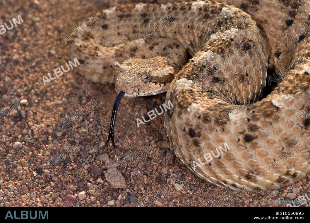 Sidewinder Rattlesnake (Crotalus cerastes cercobombus). Early in the spring the Sidewinder may be active during the day, but as soon as the weather warms up, it becomes nocturnal. It's strictly a desert creature, specially adapted for life in wind-blown sand. Sidewinding is an adaptation for moving over soft sand. When sidewinding the snake applies vertical pressure to the ground which minimizes slippage and leaves a distinctive parallel series of 'J' shaped tracks. The hooks of the 'J' marks point in the direction of travel.