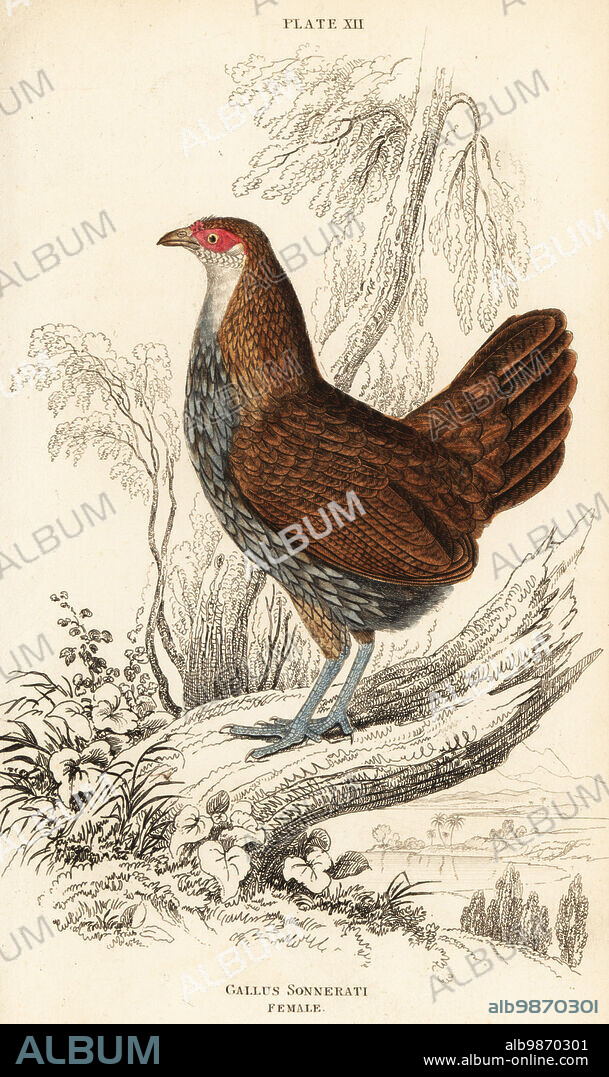Female grey junglefowl or Sonnerat's junglefowl, Gallus sonneratii (Gallus sonnerati). Handcoloured copperplate engraving by William Lizars from Sir William Jardines the Natural History of Gallinaceous Birds in his Naturalists Library: Ornithology, Lizars, Edinburgh, 1834.