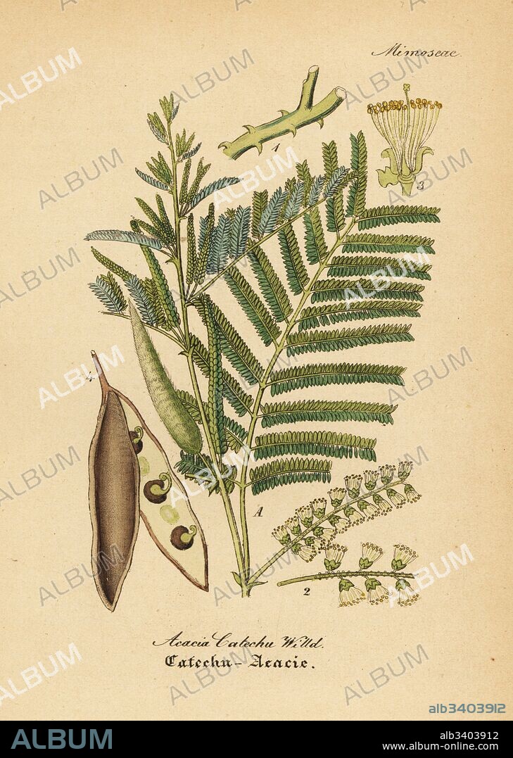 Black catechu, Acacia catechu. Handcoloured copperplate engraving from Dr. Willibald Artus' Hand-Atlas sammtlicher mediinisch-pharmaceutischer Gewachse, (Handbook of all medical-pharmaceutical plants), Jena, 1876.
