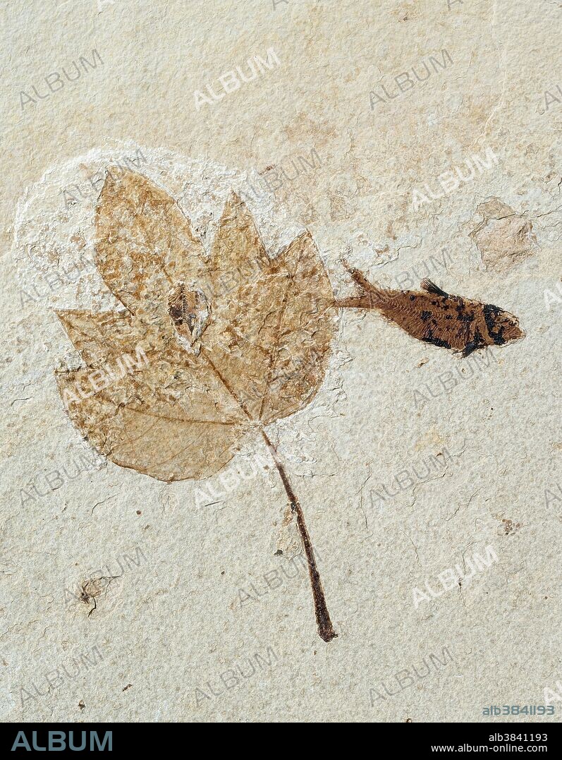 Fossil maple (Acer spp.) leaf with Knightia fish. The maple leaf is 162mm from top to bottom and the fish is 62mm long. Eocene age, Green River Formation, Kemmerer, Wyoming.