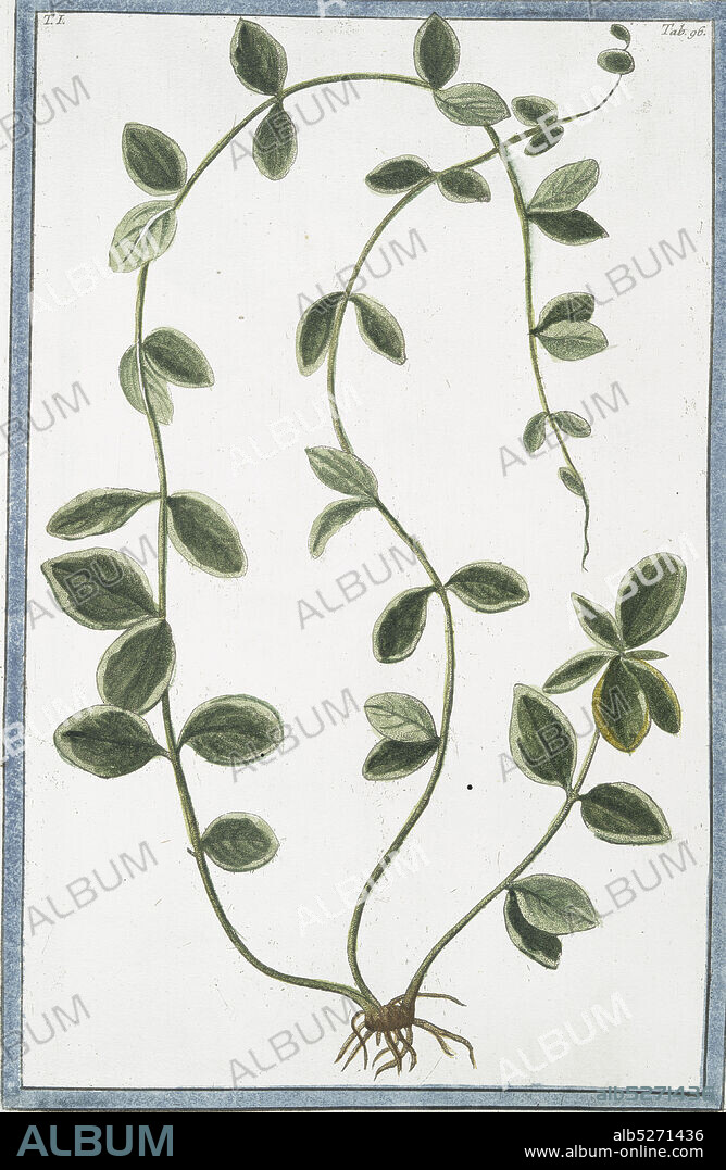 Pervinca angustifolia, variegata = Pervenche. Periwinkle, still image, 1772 - 1793, Bonelli, Giorgio (b. 1724), Martelli, Niccoló (1735-1829).