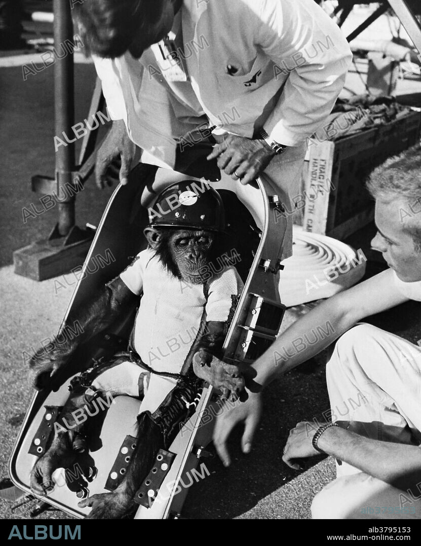 "Ham the Chimp," the first homonid in space, shown in the seat in which he rode during the 16 minute ballistic flight of the Mercury-Redstone 2 (MR-2) rocket in January of 1961. Ham's name is an acronym for the lab that prepared him for his historic mission - the Holloman Aerospace Medical Center in Holloman Air Force Base, New Mexico. He was trained to do simple, timed tasks in response to electric lights and sounds.