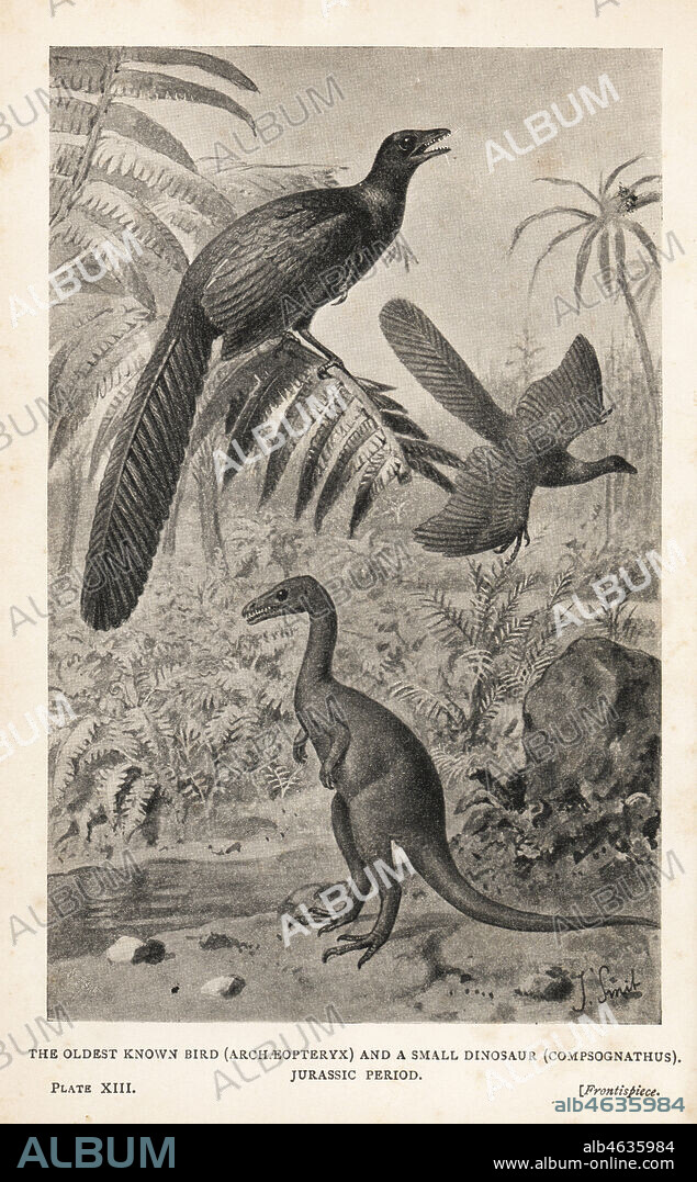 Reproductions of extinct bird Archaeopteryx lithographica and a small dinosaur, Compsognathus longipes, Jurassic period. Print after an illustration by Joseph Smit from Henry Neville Hutchinsons Creatures of Other Days, Popular Studies in Palaeontology, Chapman and Hall, London, 1896.