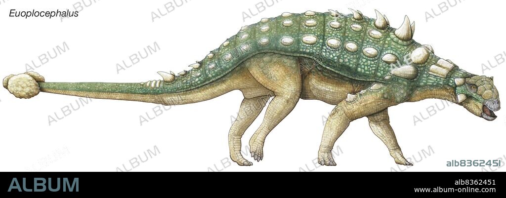 Late Cretaceous dinosaur, Euoplocephalus, meaning "well-armored head," also had bony horns, plates, studs and a clubbed tail. .